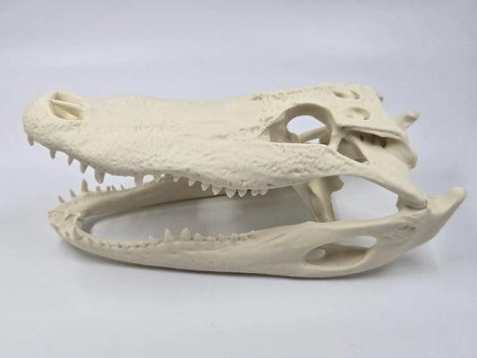 Alligator Skull Exact Replica, Fossil Bones Specimen, Science Education, Taxidermy, Decor