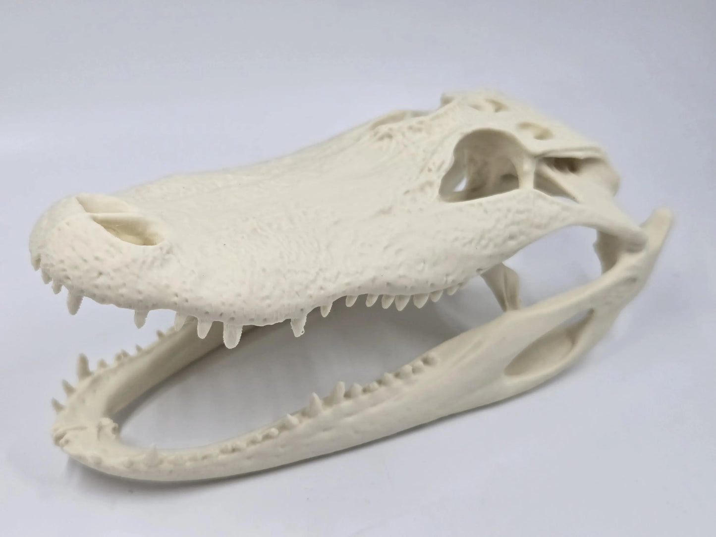 Alligator Skull Exact Replica, Fossil Bones Specimen, Science Education, Taxidermy, Decor