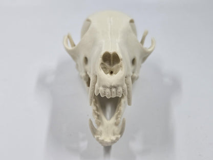 Fox Skull Replica, Full Size, Fossil Bone Specimen