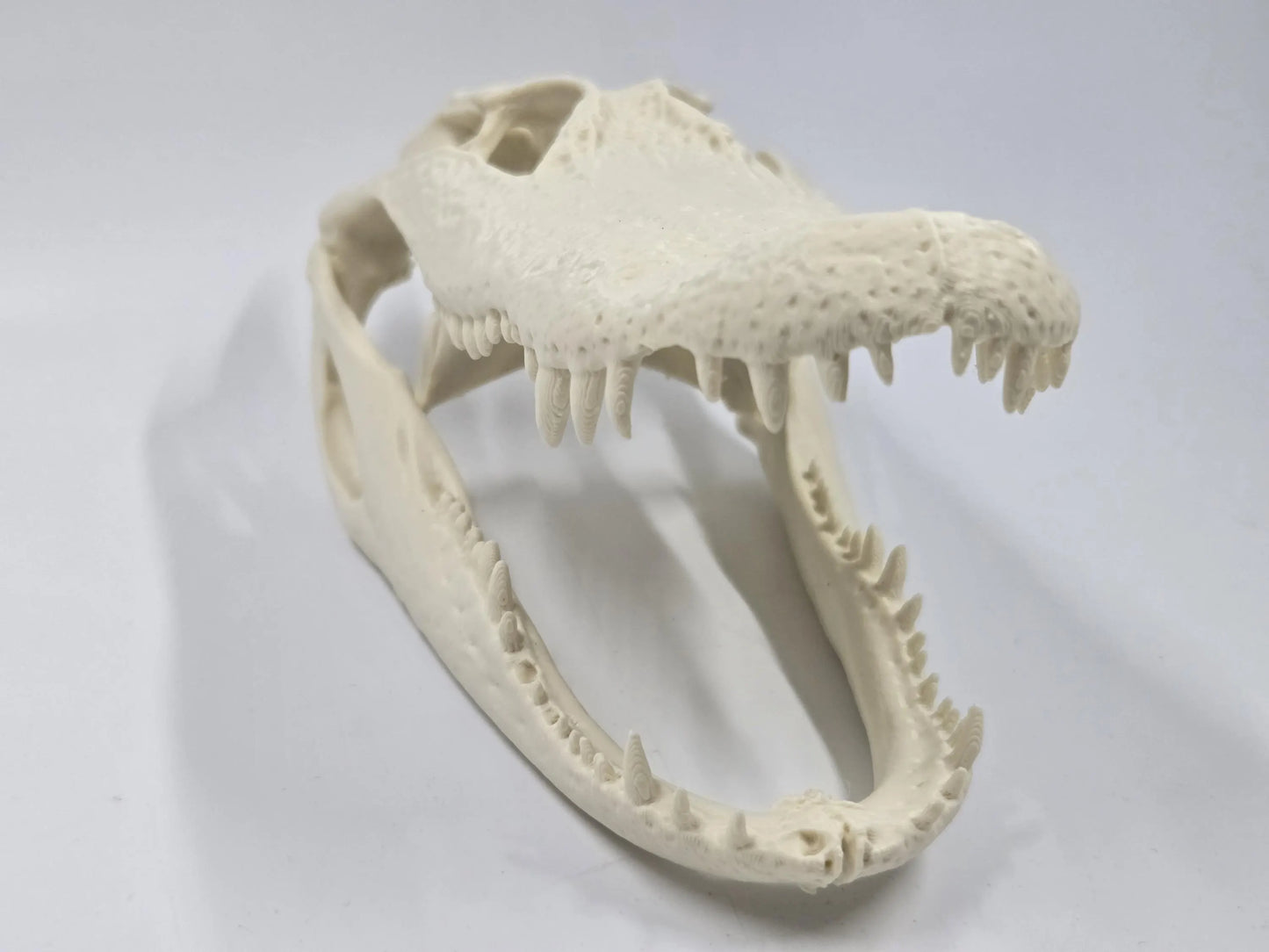 Alligator Skull Exact Replica, Fossil Bones Specimen, Science Education, Taxidermy, Decor