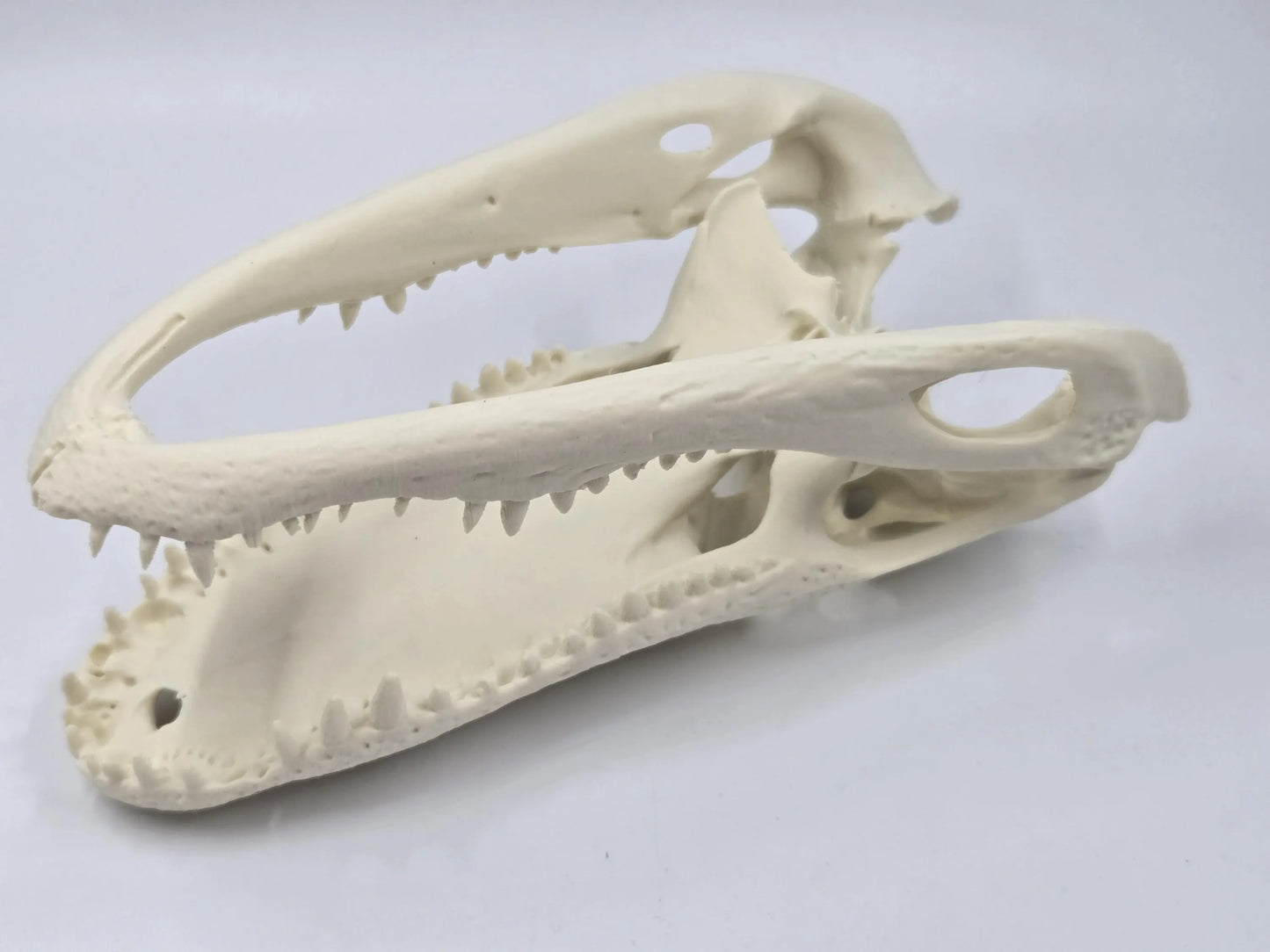 Alligator Skull Exact Replica, Fossil Bones Specimen, Science Education, Taxidermy, Decor