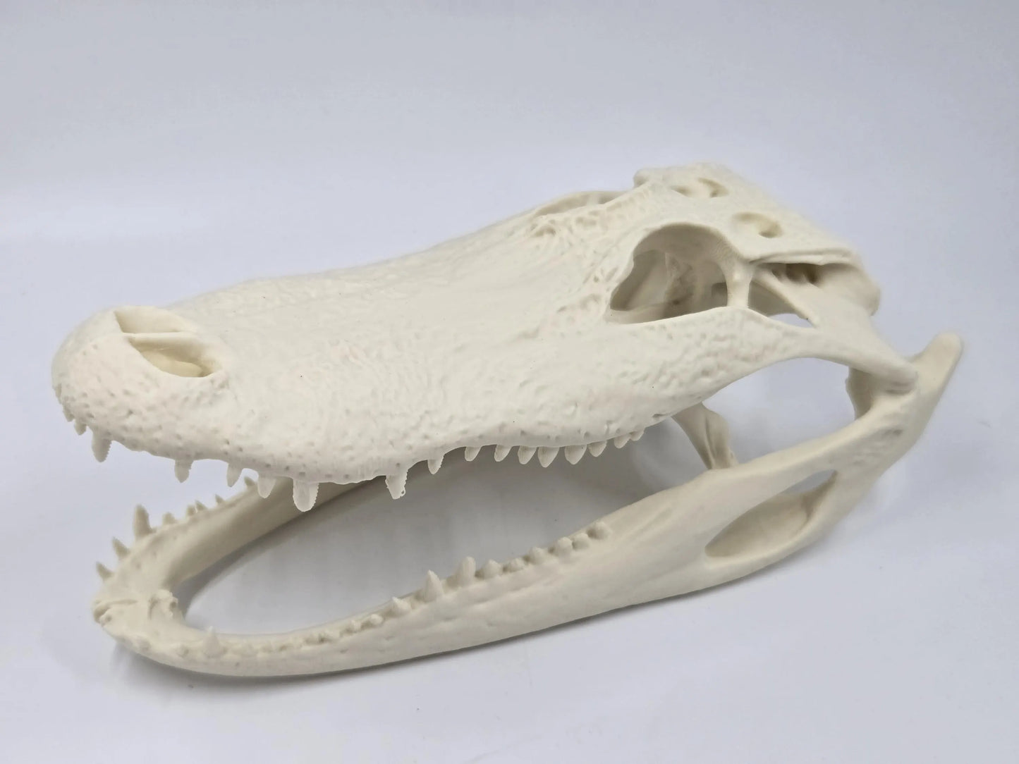 Alligator Skull Exact Replica, Fossil Bones Specimen, Science Education, Taxidermy, Decor