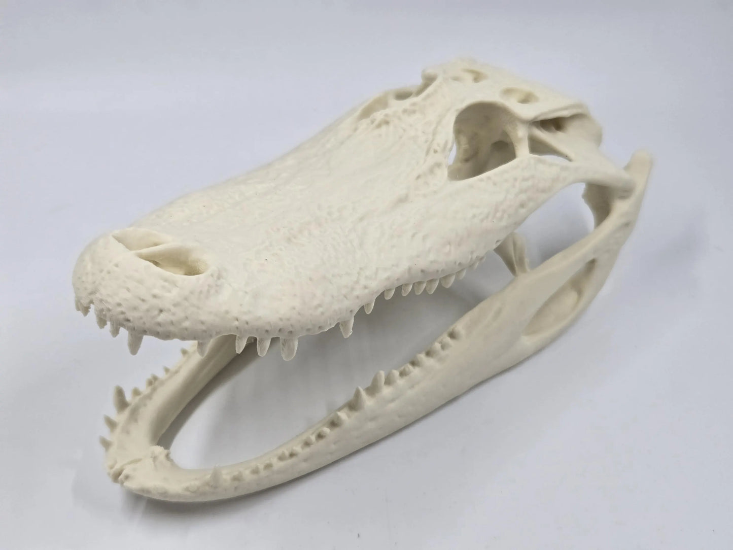 Alligator Skull Exact Replica, Fossil Bones Specimen, Science Education, Taxidermy, Decor