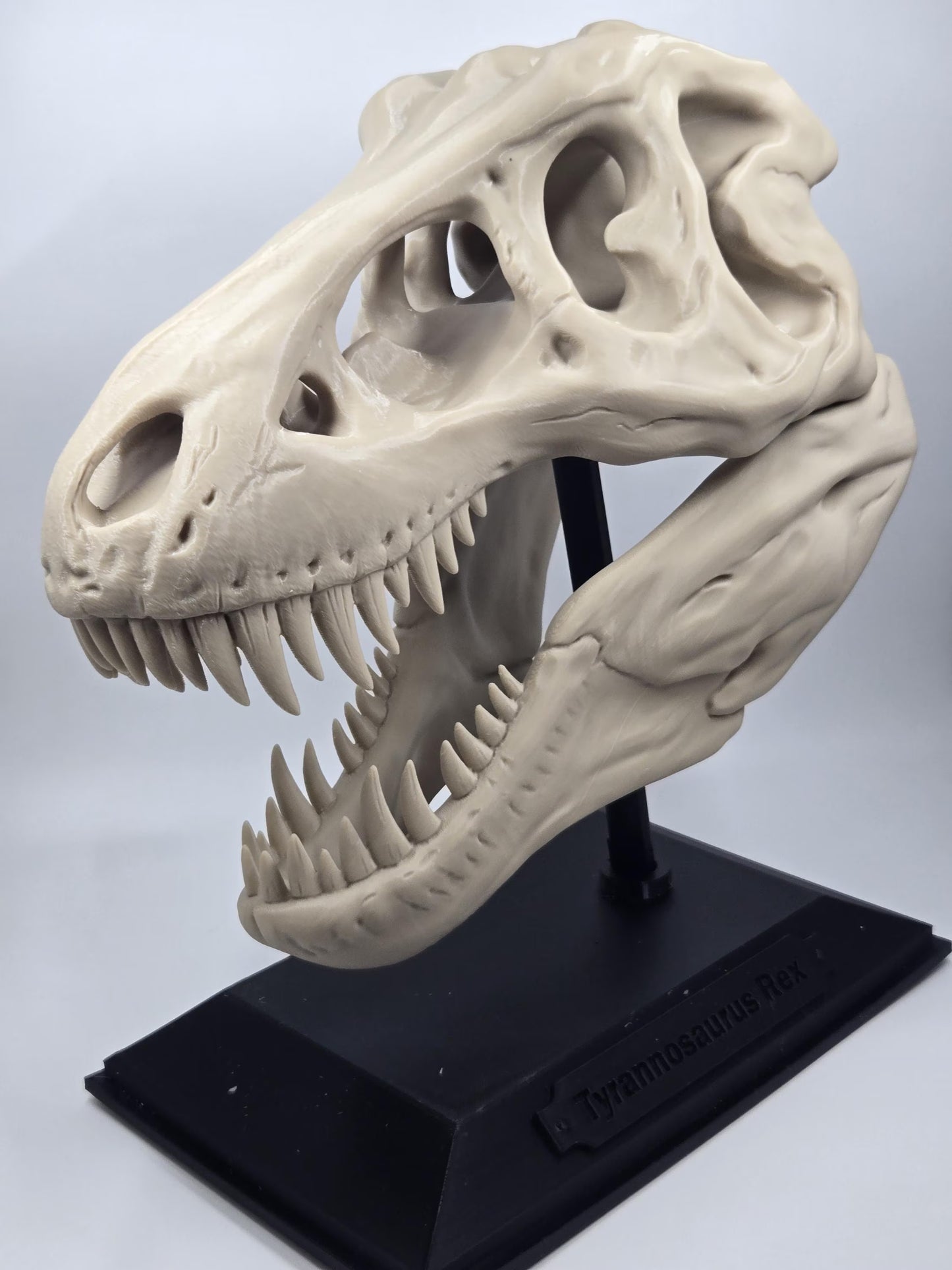 T-Rex Skull Exact Replica, BIG! Tyrannosaurus fossil bone specimen