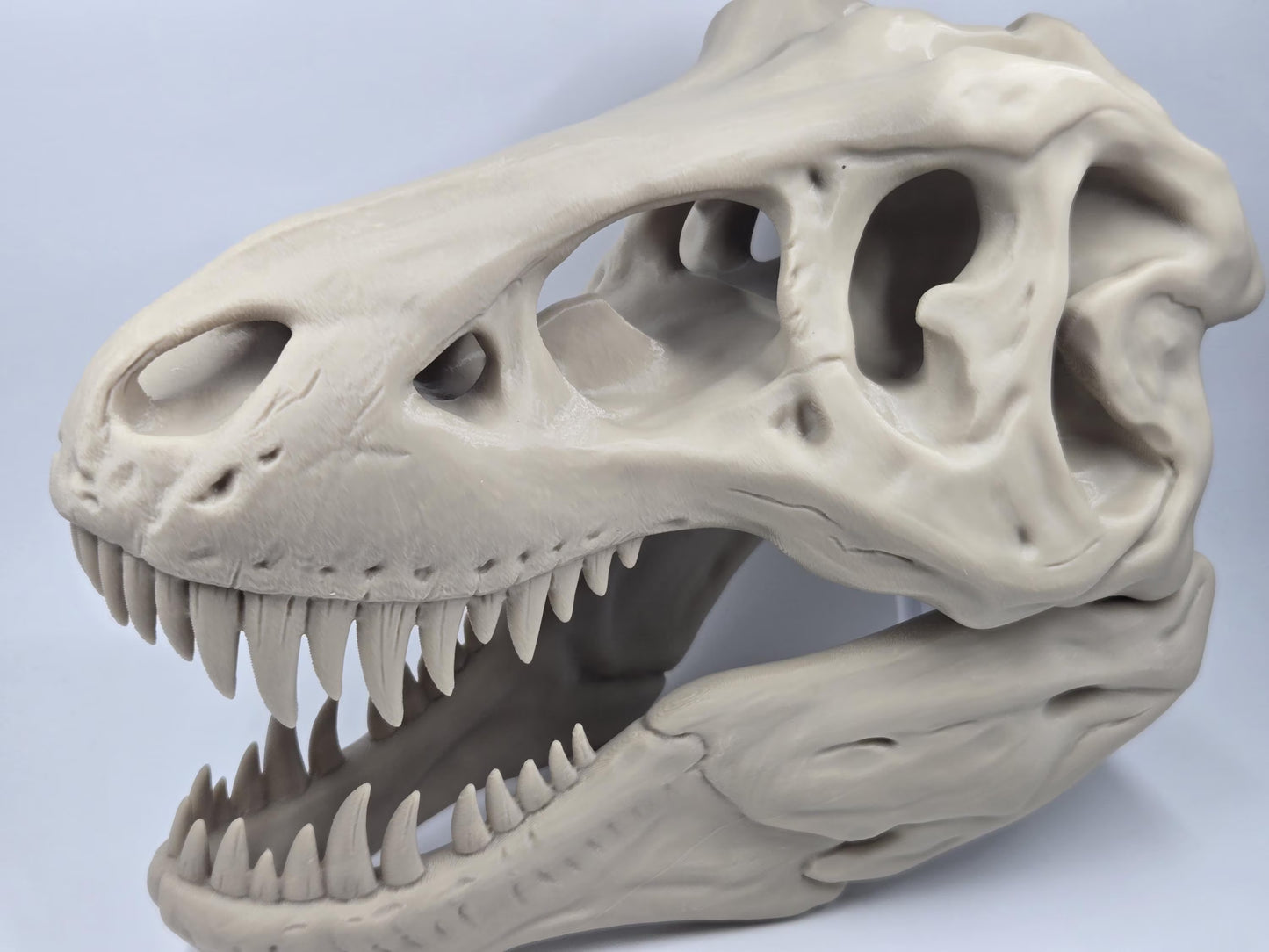 T-Rex Skull Exact Replica, BIG! Tyrannosaurus fossil bone specimen