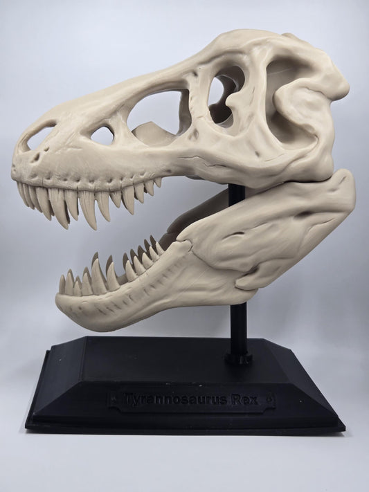 T-Rex Skull Exact Replica, BIG! Tyrannosaurus fossil bone specimen