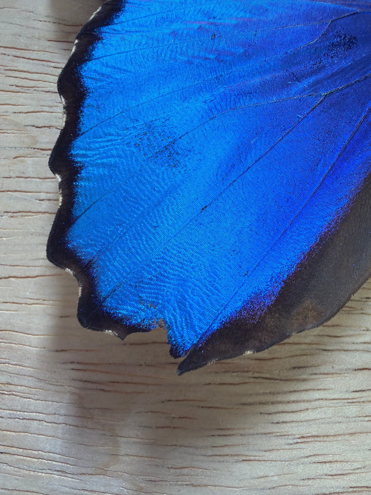 LOT 520 Spread Damaged Blue Morpho Butterfly