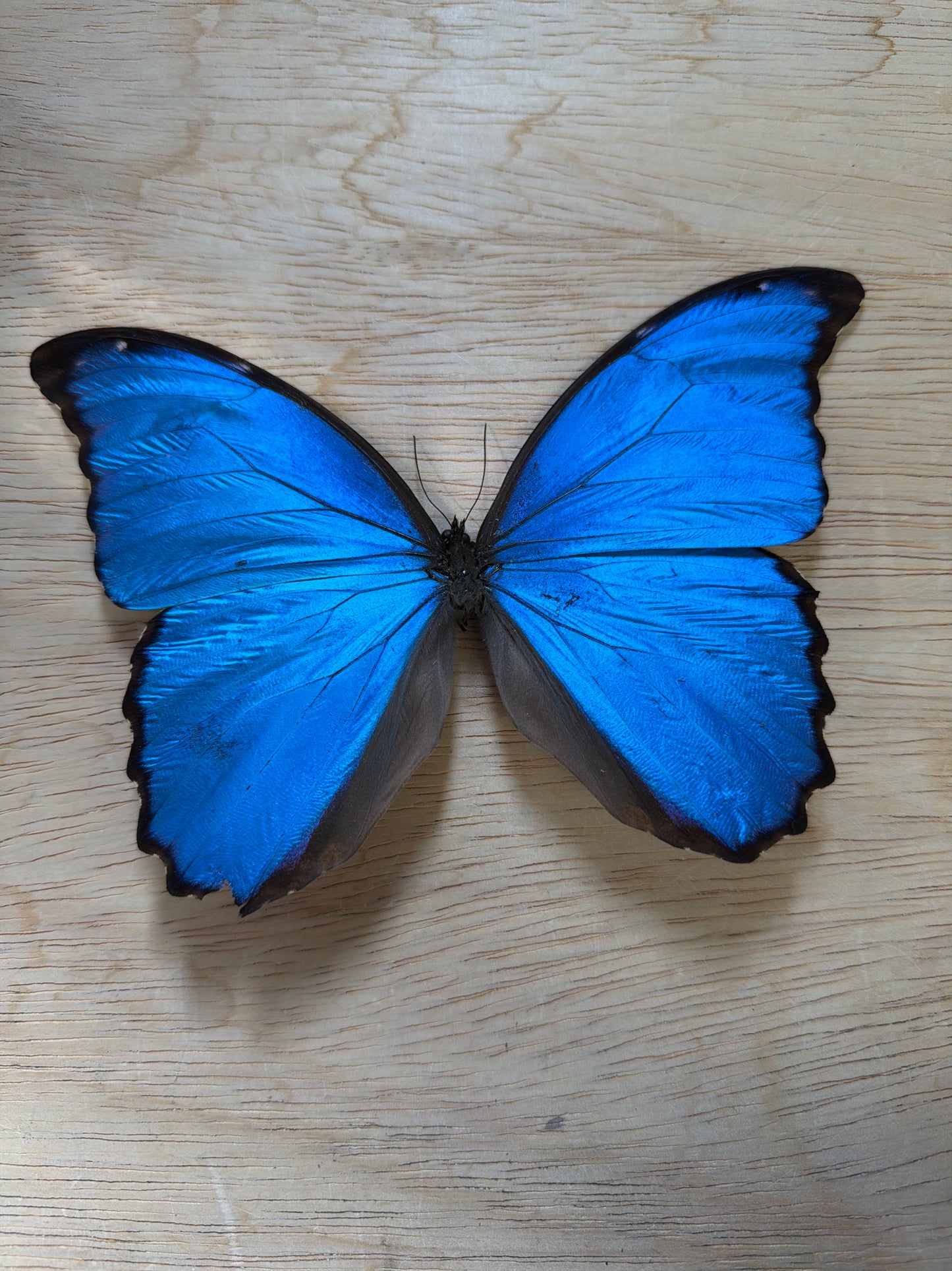 LOT 520 Spread Damaged Blue Morpho Butterfly