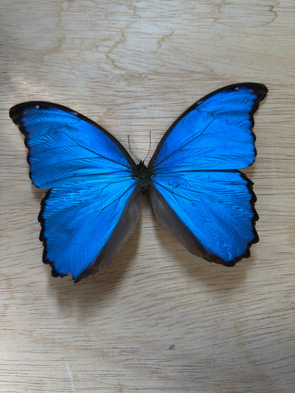 LOT 520 Spread Damaged Blue Morpho Butterfly