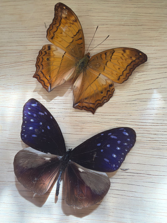 2 Spread butterflies, not framed Lot 512