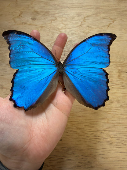 LOT 520 Spread Damaged Blue Morpho Butterfly