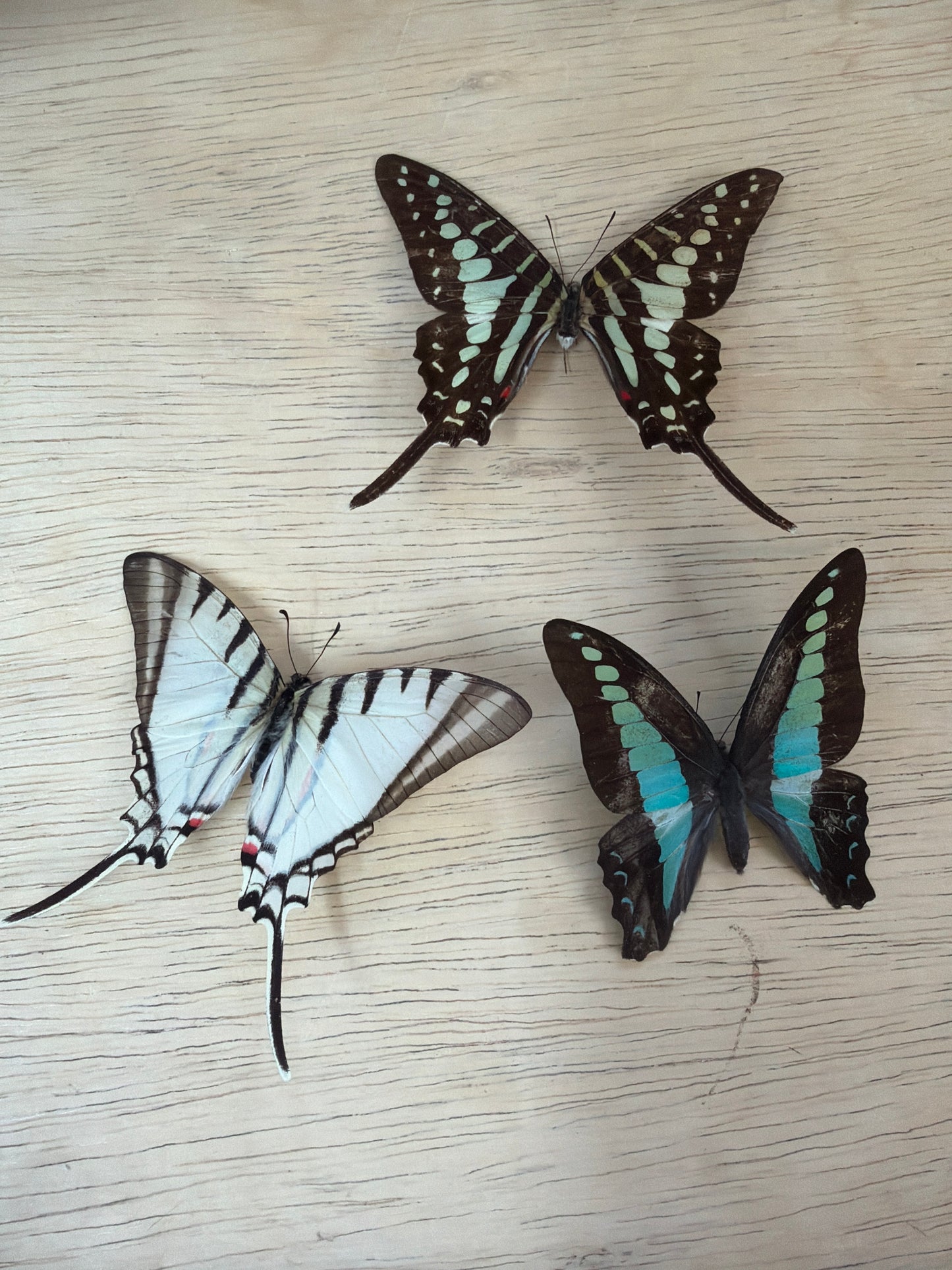 3 Spread specimens, not framed Lot 514