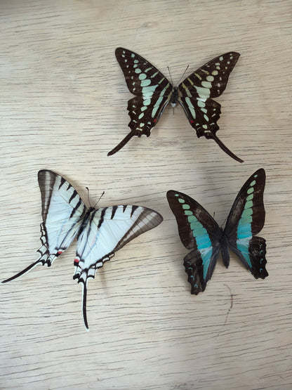 3 Spread specimens, not framed Lot 514