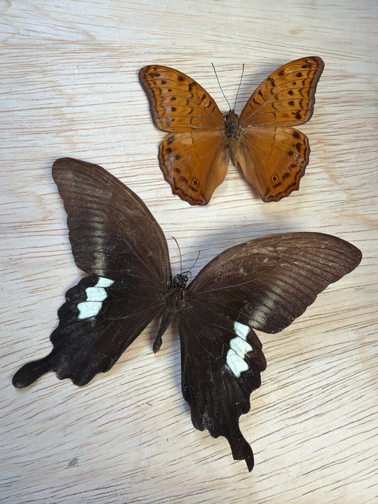 2 Spread butterflies, not framed Lot 502