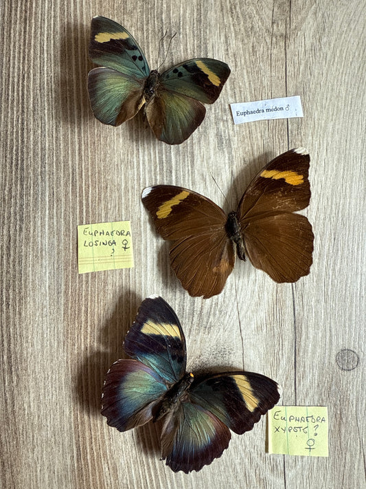 3 Spread Euphaedra butterflies, not framed, Lot 501