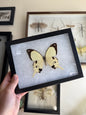 Kite Swallowtail Butterfly 'Papilio dardanus' Spread and Framed