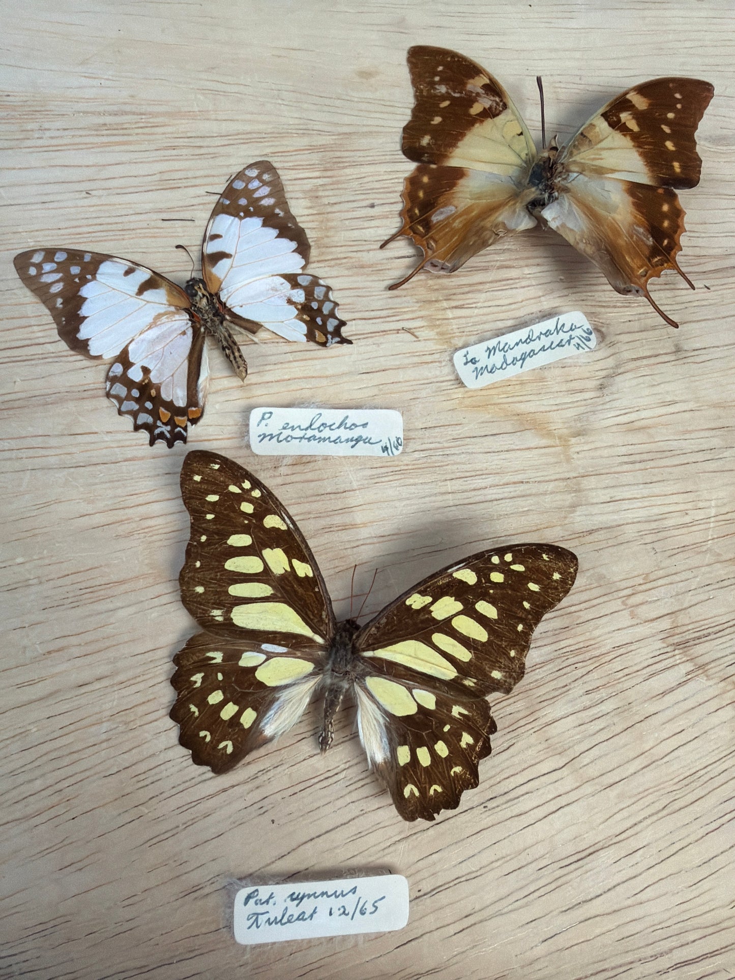 3 Vintage Spread Butterflies, not framed Lot 509