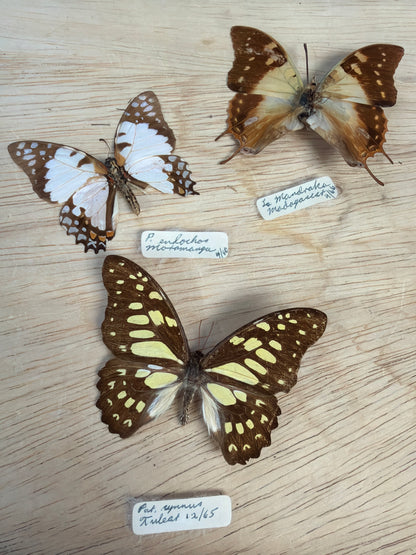 3 Vintage Spread Butterflies, not framed Lot 509