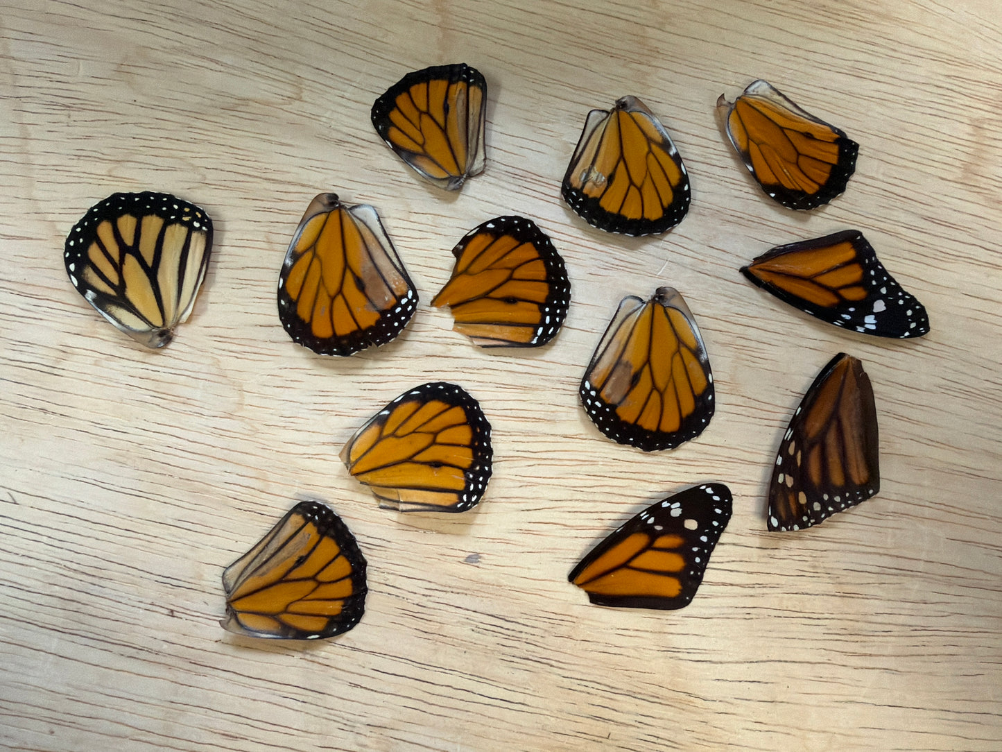 Damaged Monarch Wings Lot 330
