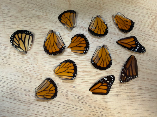 Damaged Monarch Wings Lot 330