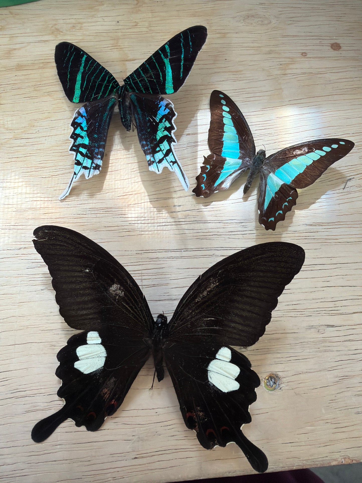 3 Spread specimens, not framed Lot 516