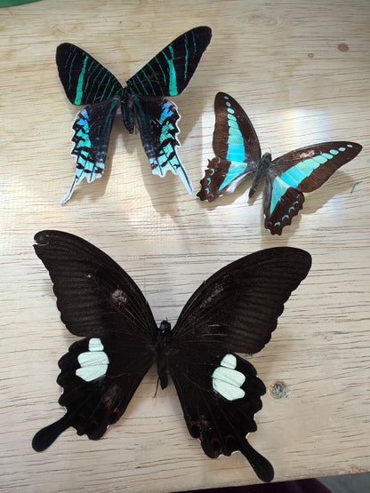 3 Spread specimens, not framed Lot 516