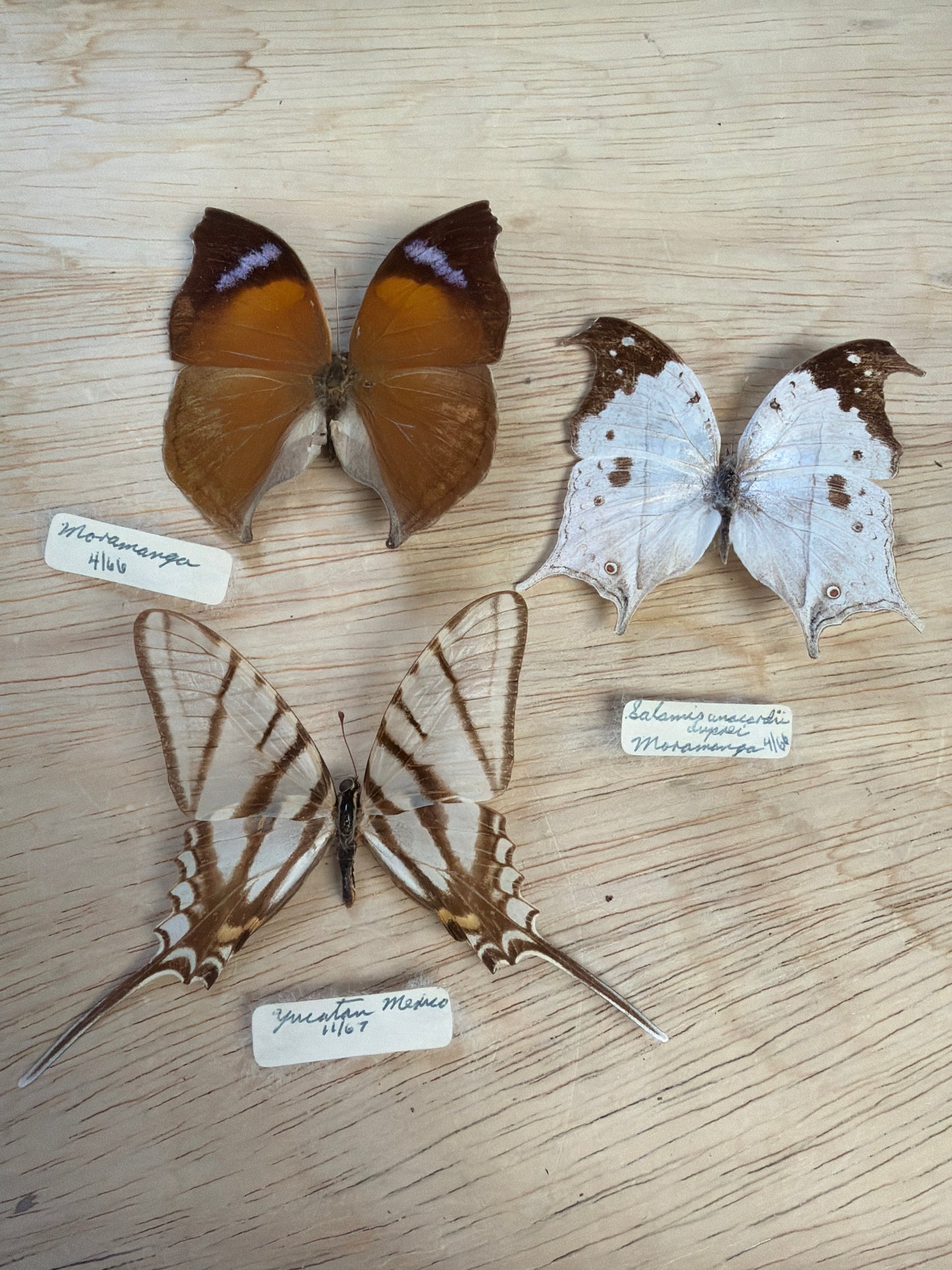 3 Vintage Spread Butterflies, not framed Lot 510
