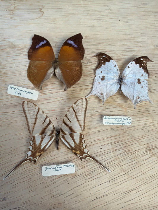 3 Vintage Spread Butterflies, not framed Lot 510