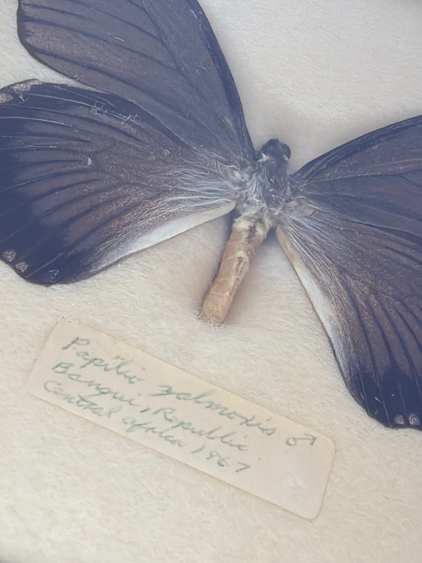 Vintage Framed Papilio zalmoxis 1967