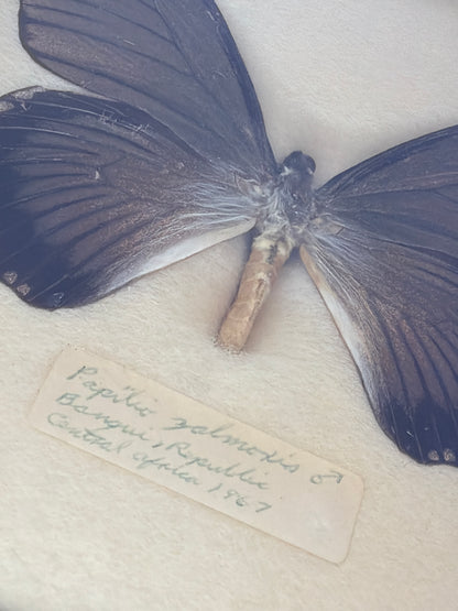 Vintage Framed Papilio zalmoxis 1967