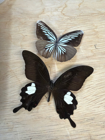 2 Spread butterflies, not framed Lot 509