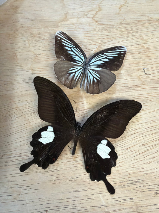 2 Spread butterflies, not framed Lot 509