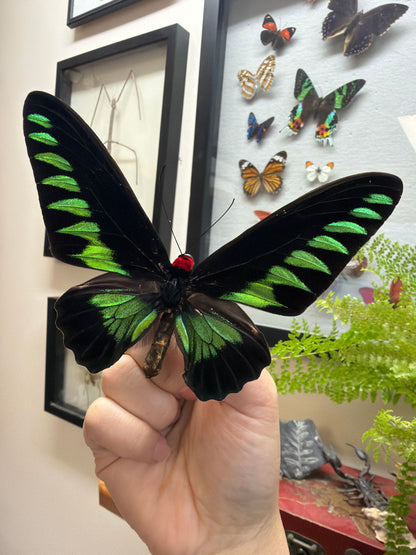 Spread Trogonoptera brookiana Butterfly Lot 303