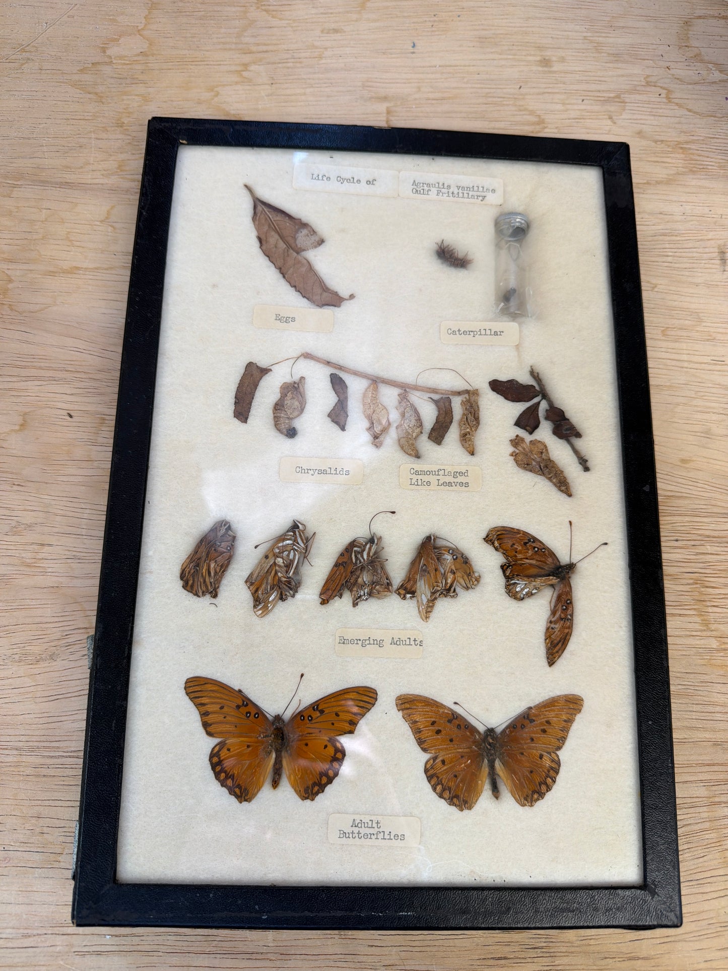 Vintage Butterfly Life Cycle Riker Frame