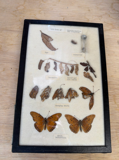 Vintage Butterfly Life Cycle Riker Frame
