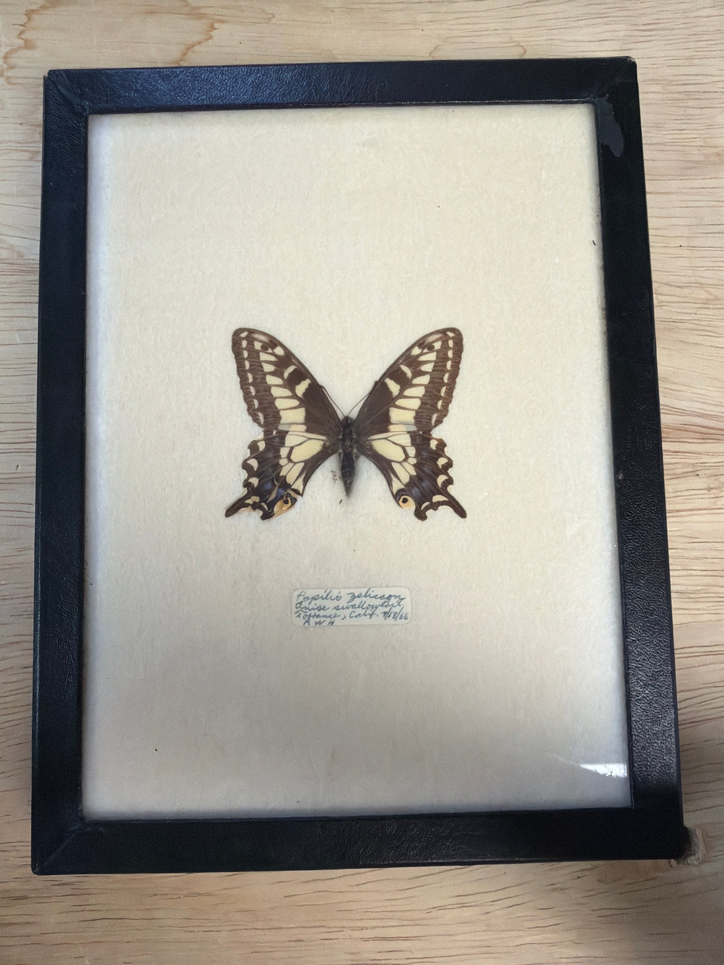 Vintage Framed Anise Swallowtail