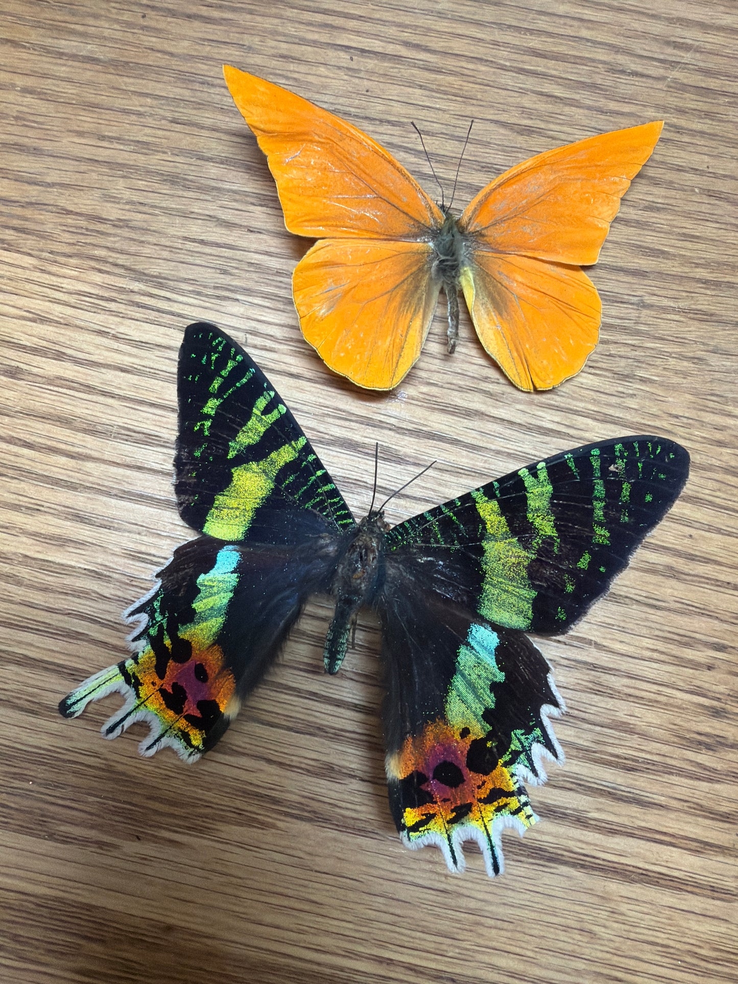 2 Spread butterflies, not framed Lot 514