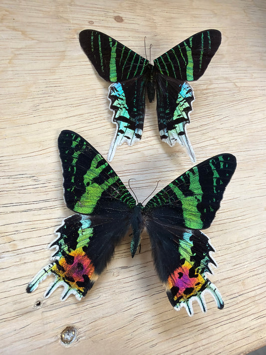 2 Spread moths, not framed Lot 524