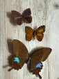 3 Spread butterflies, not framed, A2, Lot 526