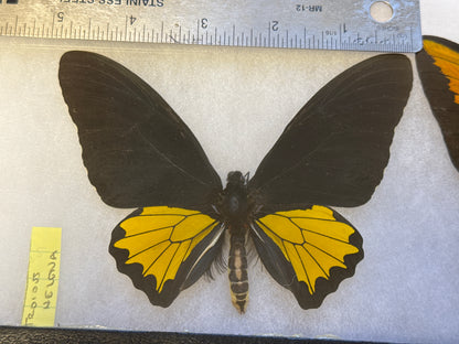 Troides helena Male SPREAD Butterfly Lot 203