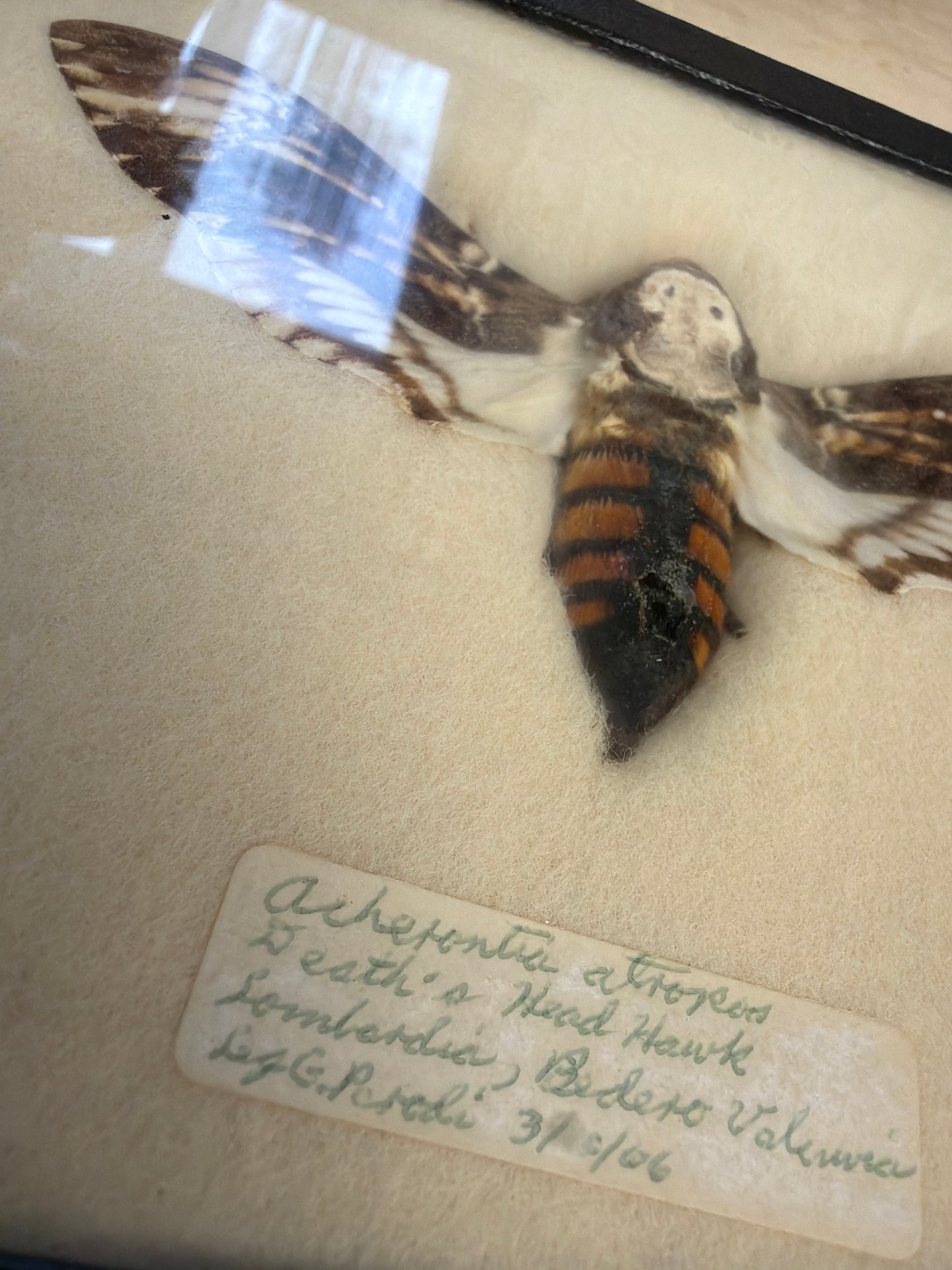 Vintage Framed Death's Head Hawkmoth