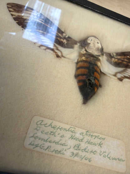 Vintage Framed Death's Head Hawkmoth