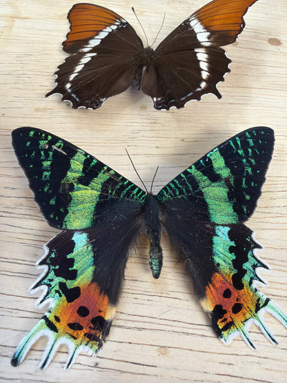 2 Spread specimens, not framed Lot 516