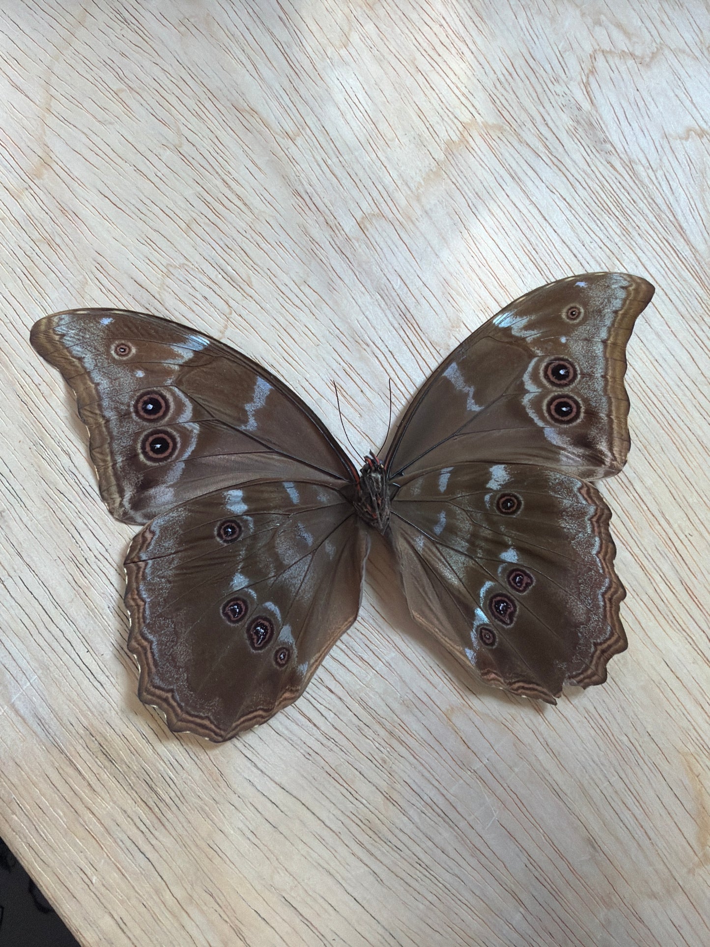 LOT 520 Spread Damaged Blue Morpho Butterfly