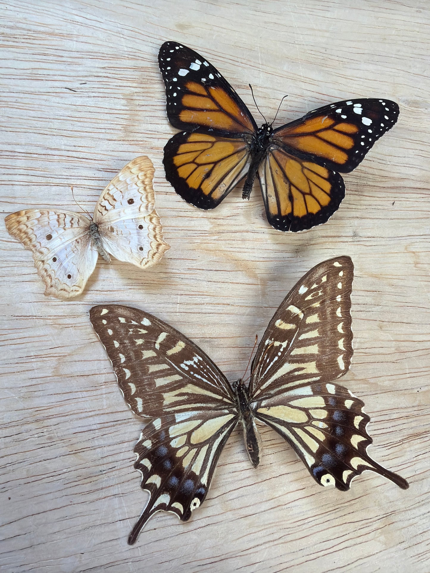 3 Spread butterflies, not framed Lot 507