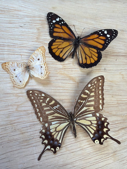 3 Spread butterflies, not framed Lot 507