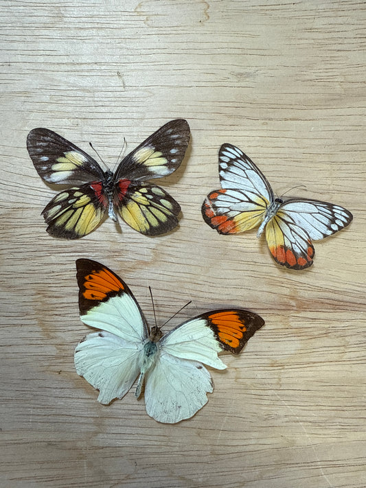 3 Spread butterflies, not framed Lot 510