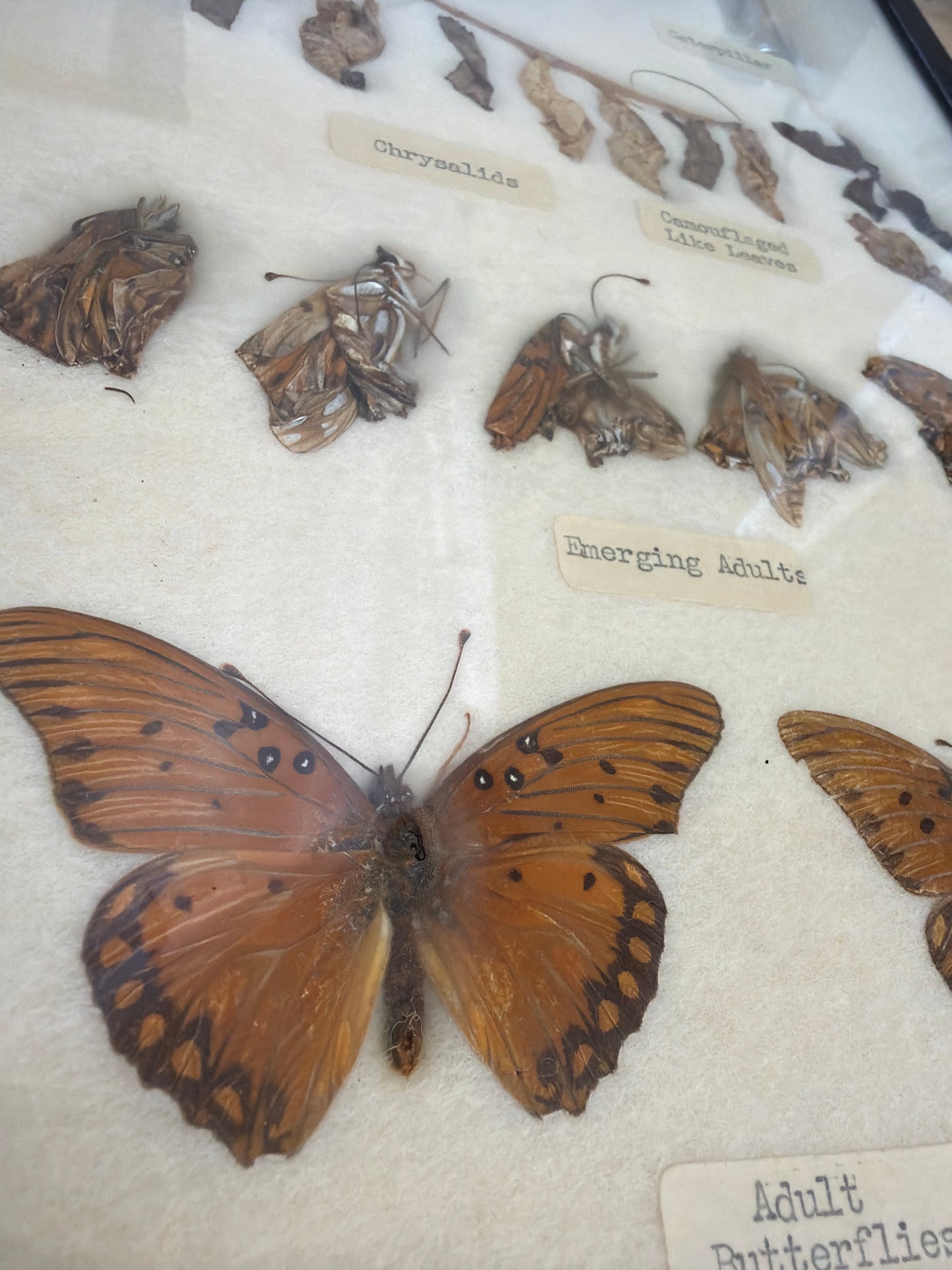 Vintage Butterfly Life Cycle Riker Frame