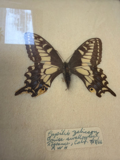 Vintage Framed Anise Swallowtail