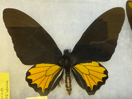 Troides helena Male SPREAD Butterfly Lot 203